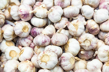 A large harvest of garlic. Background texture of a garlic vegetable plant. Large garlic bulbs