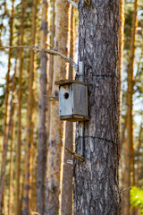 birdhouse for birds in the forest on a pine tree