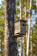birdhouse for birds in the forest on a pine tree