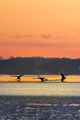 balzende Schwäne auf dem See bei Sonnenuntergang