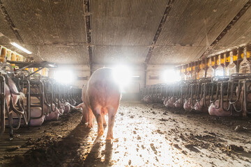 Morning at the old pig farm © Виктор Осипенко