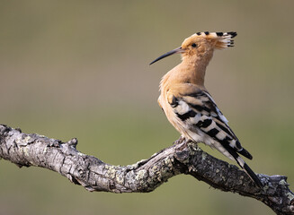 A bird (hoopoe) on its perch