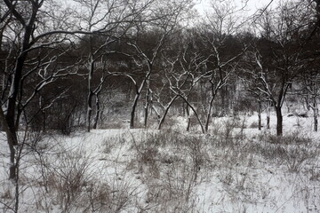 snow covered trees, winter graphics, plant texture