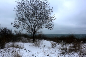 snow covered trees, winter graphics, plant texture