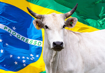 Agribusiness - Nelore cattle in Brazil. - obrazy, fototapety, plakaty