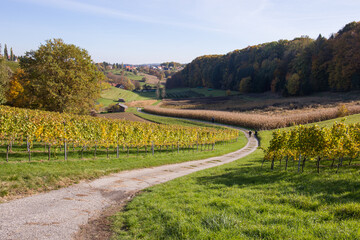 Naklejka premium Rows of grape vines during autumn on the hills in the Südsteiermark region in Austria