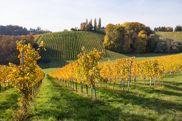 Fototapeta na wymiar Rows of grape vines during autumn on the hills in the Südsteiermark region in Austria