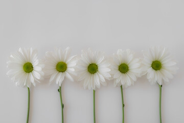 White Daisy Flat Lay on White Background