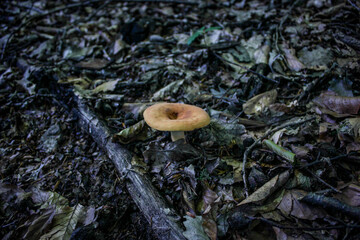 mushroom