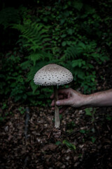 holding mushroom