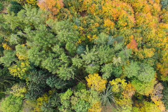 Top view of colorful autumn forest trees 