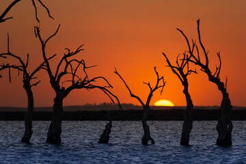Perfect colorful sunset with water,  plain horizon and dry trees in Carhué, Buenos Aires, Argentina
