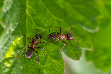 two ants are sitting on a leaf