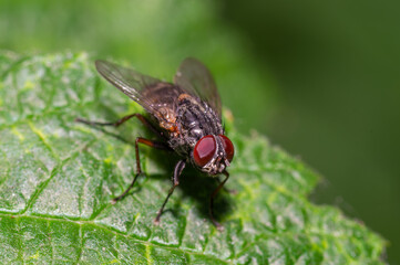 a fly is sitting on a supermacro leaf