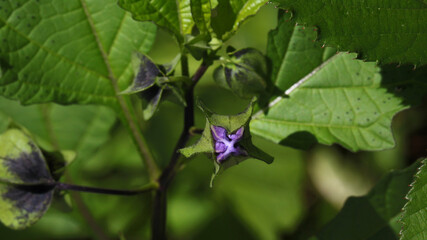 Apple-of-Peru ( Nicandra physalodes ) close-up with flourishing pentagonal bud showing sepals and petals