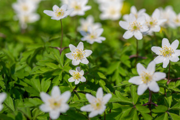 Obraz na płótnie Canvas Anemonoides nemorosa wood anemone white flower in bloom, springtime flowering bunch of wild plants