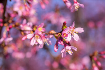 Prunus incam okame cherry ornamental small tree flowers in bloom, beautiful pink plant flowering branches