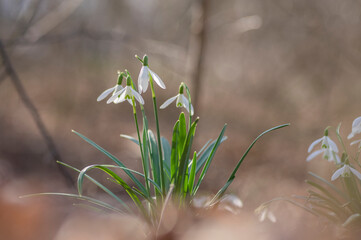 Galanthus nivalis flowering plants, bright white common snowdrop in bloom
