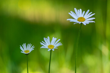 Leucanthemum vulgare oxeye daisy flowers in bloom, wild meadow marguerite flowering plants on green...