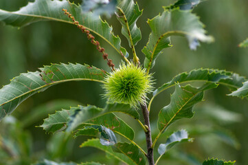 Castanea sativa ripening fruits in spiny cupules, edible hidden seed nuts hanging on tree branches