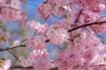 Prunus sargentii accolade sargent cherry flowering tree branches, beauty groups light pink petal flowers in bloom and buds