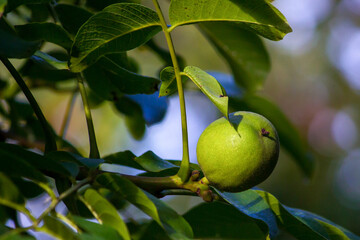 ripening green walnuts grow on a tree. close up