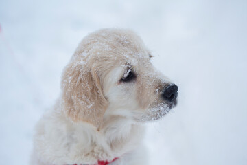 Golden retriever puppy outdoor on the snow in winter, portrait