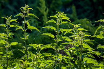 Urtica dioica, often called stinging nettle, plant with stinging strings containing irritating substances used in food preparation and traditional folk medicine, close-up of leaf plant lit by sun.
