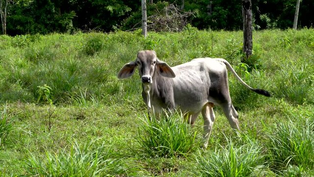 Costa Rican cow.