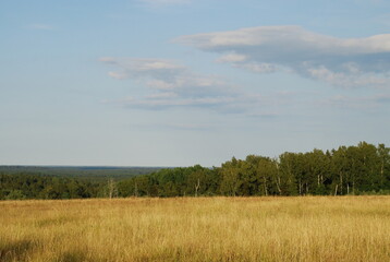 Fototapeta premium Yellow meadow and green forest. View of the field with yellowed grass burnt in the sun and the green forest. Above, there is a light blue sky with small white clouds.