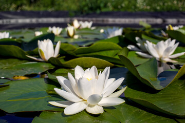 water lilies green leaves on a pond with white blooming lotus flowers lit by sunlight summer light, close-up river lily bud petals on the water surface side view.