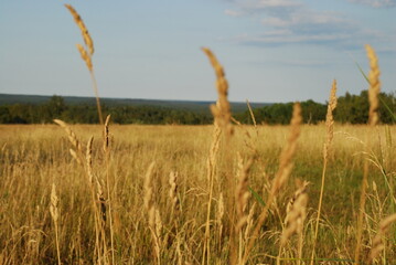 Obraz premium Dactylis glomerata is a meadow plant. The plant is light yellow in color, ripe and dried in the hot sun. Against the background of yellowed meadow grass of the forest and blue sky with clouds