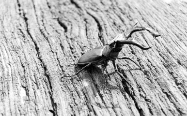 Male stag beetle with long and sharp jaws