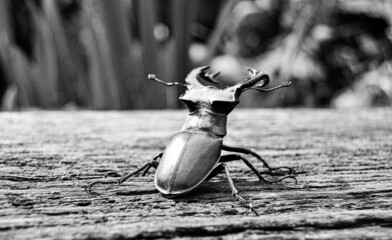 Male stag beetle with long and sharp jaws