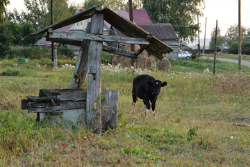 old well in the village and a bull