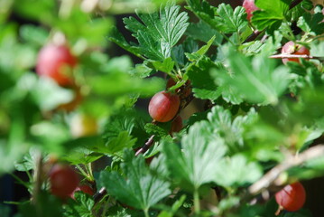 Red round gooseberries. Among the green leaves and twigs with thorns, gooseberries have grown and...