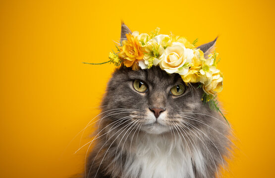 blue tabby maine coon cat wearing flower crown with yellow blossoms looking at camera on yellow background with copy space