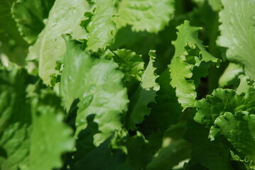 Close-up on green lettuce leaves. Lettuce grows as a lush bush with many broad leaves. The leaves have an uneven velvety edge and a narrow, strong base.