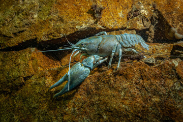 Underwater photo of big crayfish in the lake