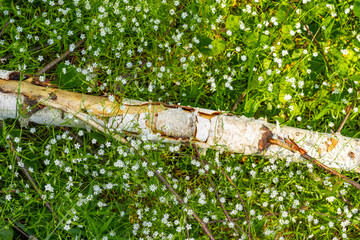 Fototapeta premium small white flowers and a fallen birch