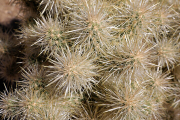 Fototapeta premium Joshua Tree Nationalpark in Kalifornien (USA)