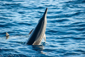 Fototapeta premium Dolphins
