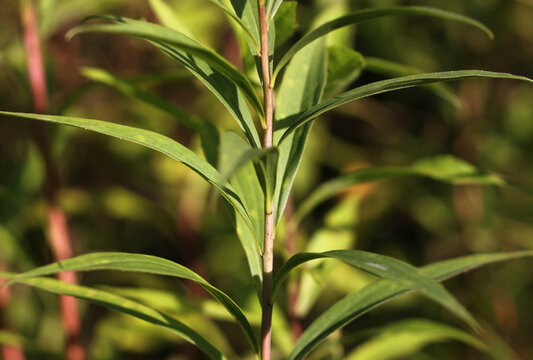 Close up of a Giant goldenrod plant ( Solidago gigantea ) with red stem and green leaves