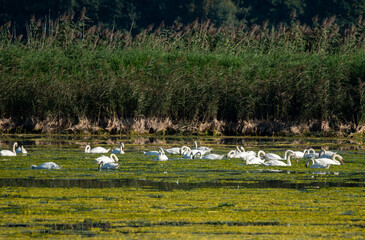 łabędzie nieme na stawie © Colorful Soul