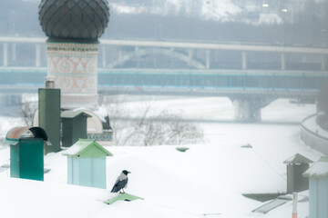 Crow on the snowy roof in winter
