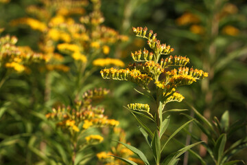 Close up of a Giant goldenrod ( Solidago gigantea ) flower with yellow blossoms on a panicle in...