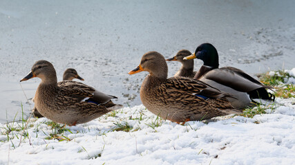 Ducks are sitting on the snow-covered shore of the pond.