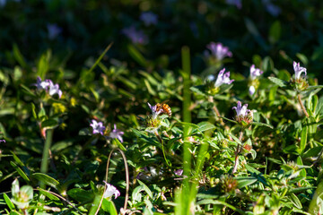 A bee gathering pollen from a small purple flower