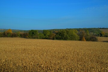 corn field in Ukraine, Ukrainian landscape
