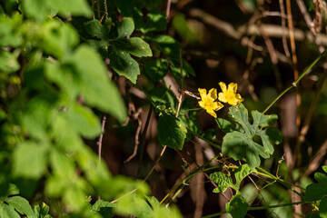 Two yellow flowers on an invasive balsam pear vine in a south Florida state park